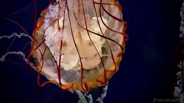 Snapshot of streamy_test15 chatting on December 2025 10:19:02 AM streamy test15 online show from December 2025 10:19:02 AM