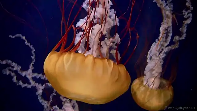 streamy test15 online show from January 2026 06:12:02 PM