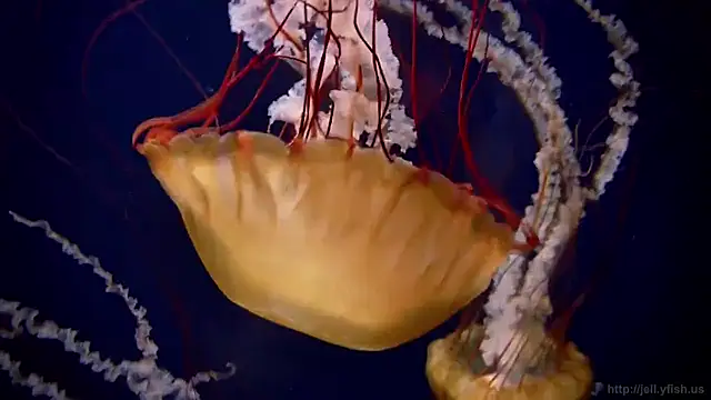 streamy test15 online show from February 2026 01:44:02 PM