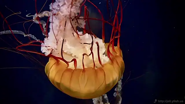 Snapshot of streamy_test15 chatting on November 2025 02:54:02 PM streamy test15 online show from November 2025 02:54:02 PM