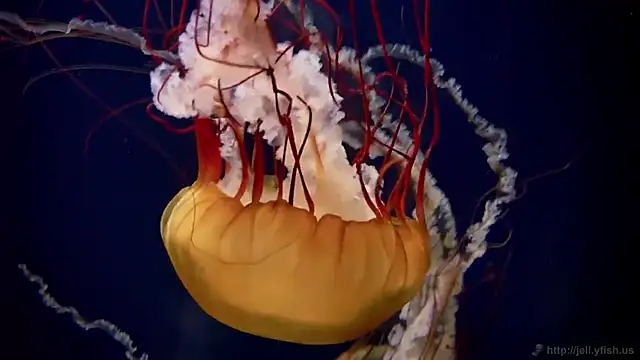 streamy test15 online show from March 2026 05:09:02 PM