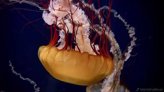 Snapshot of streamy_test15 chatting on November 2025 11:47:01 AM streamy test15 online show from November 2025 11:47:01 AM