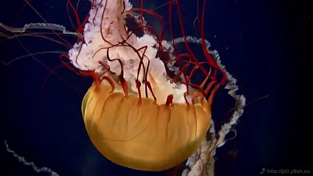 streamy test15 online show from February 2026 04:38:01 PM