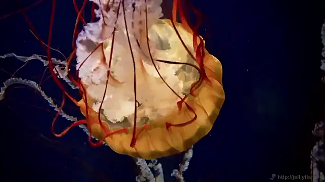 Snapshot of streamy_test15 chatting on December 2025 09:48:02 AM streamy test15 online show from December 2025 09:48:02 AM