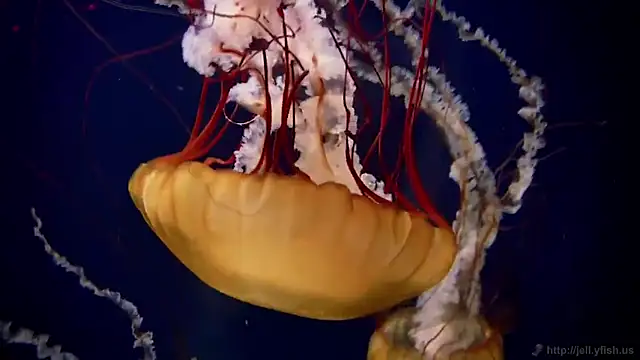 streamy test15 online show from December 2025 01:13:02 PM