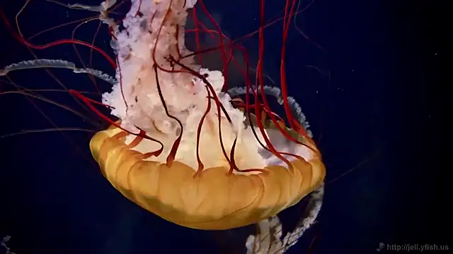 streamy test15 online show from February 2026 10:22:02 AM