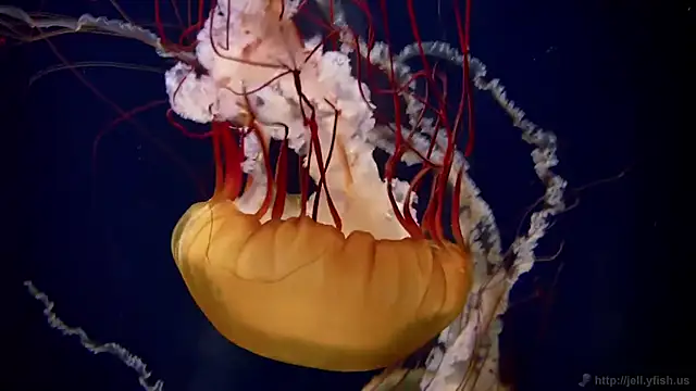 streamy test15 online show from December 2025 09:25:01 AM