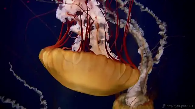 streamy test15 online show from February 2026 11:32:02 AM