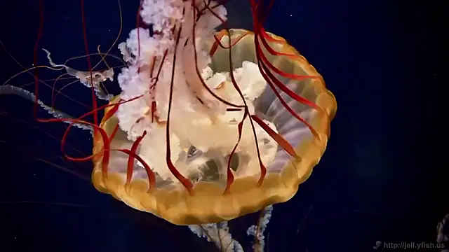 streamy test15 online show from February 2026 09:09:02 AM