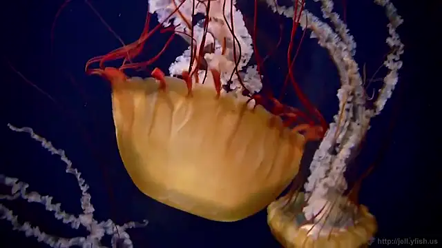 streamy test15 online show from February 2026 01:21:02 PM