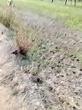 anjutandan499 online show from April 2026 12:23:01 PM