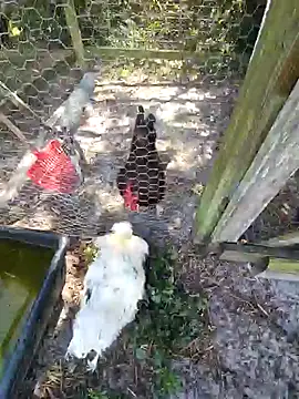 Snapshot of Mistress_Melissa chatting on February 2025 06:06:01 PM Mistress Melissa online show from February 2025 06:06:01 PM