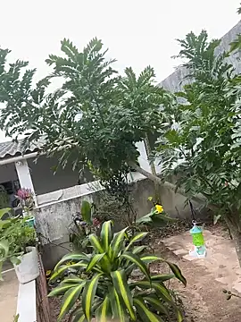 king cum  online show from February 2026 02:28:01 PM