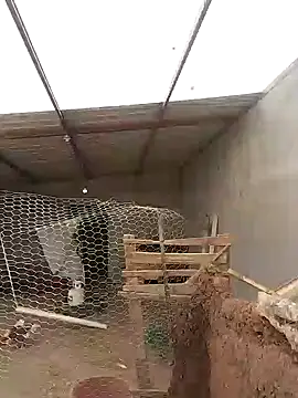 Rober2230 online show from January 2025 07:53:01 PM