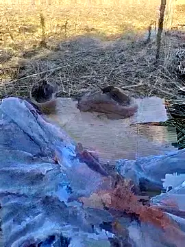 murokkk31 online show from November 2025 10:53:01 AM