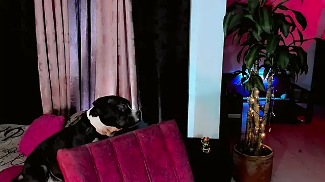 the-horus-girl online show from February 2026 11:47:01 PM