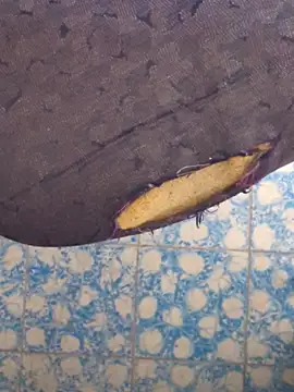 publicsir online show from April 2026 04:25:02 PM