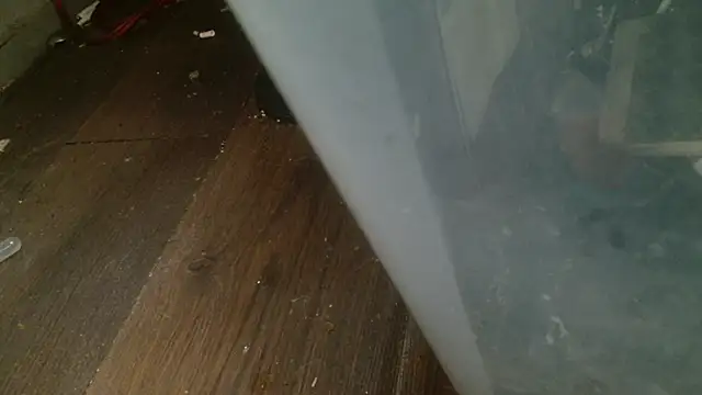 Snapshot of Gigadickman chatting on February 2025 04:35:02 AM Gigadickman online show from February 2025 04:35:02 AM