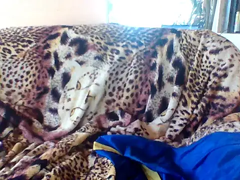 sellvageria online show from September 2025 03:50:01 PM