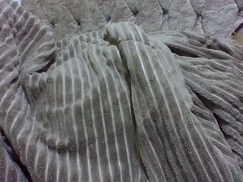 zoey10 online show from March 2026 11:54:02 AM