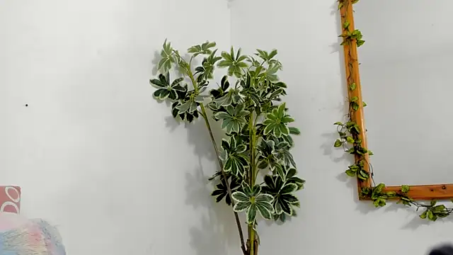 BonnieCute  online show from December 2025 12:15:01 AM