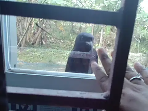 Unlucky-flowers online show from March 2026 07:37:01 AM