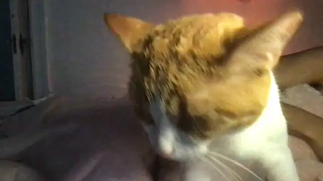 loveofbea online show from April 2026 12:45:01 PM