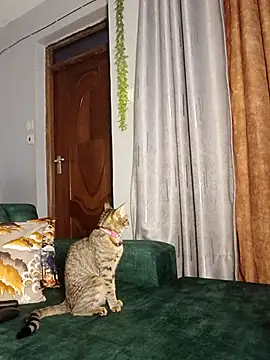 Snapshot of C-yoyo chatting on December 2025 09:59:01 AM C-yoyo online show from December 2025 09:59:01 AM