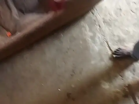 Tshidiso7 online show from January 2026 12:12:02 PM