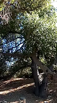 Snapshot of luke_thighwalker2469 chatting on January 2025 09:20:01 PM luke thighwalker2469 online show from January 2025 09:20:01 PM