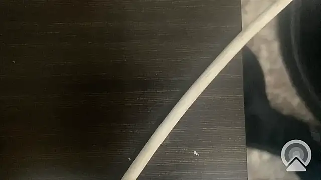 Snapshot of shuai321 chatting on February 2025 07:56:01 AM shuai321 online show from February 2025 07:56:01 AM