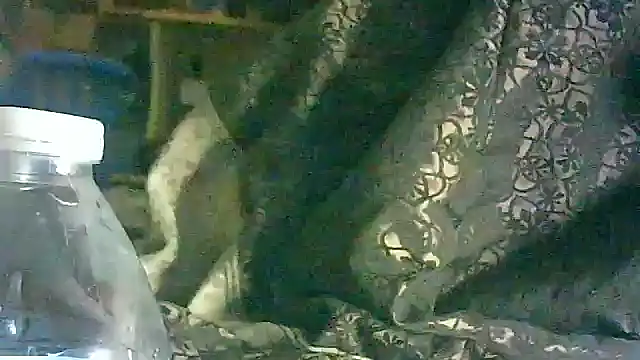 DI4MOND FIR3 online show from March 2026 05:54:01 AM