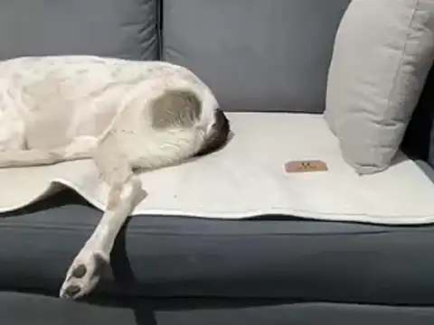 4small4inchlol online show from March 2025 07:35:02 PM