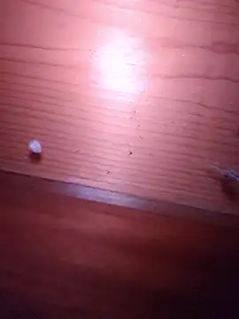 brbrrbrbrb online show from February 2026 02:51:01 PM