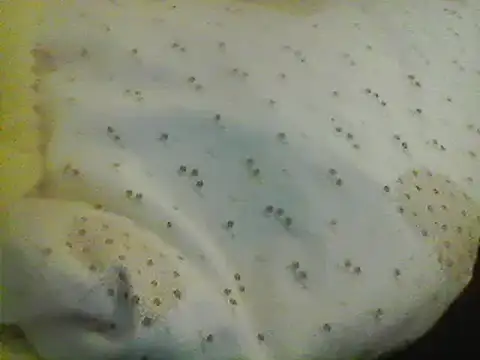 Snapshot of Bigpenis6y chatting on January 2025 05:21:01 AM Bigpenis6y online show from January 2025 05:21:01 AM