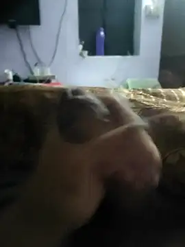 youngbull 21delhi online show from March 2025 03:56:01 AM