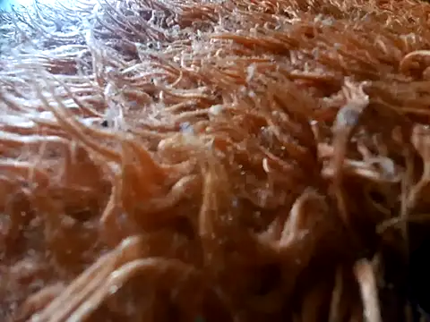 tiscopofortezozza online show from April 2026 04:02:02 PM