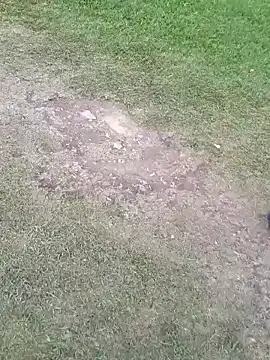 sophie banger online show from November 2025 08:34:01 PM