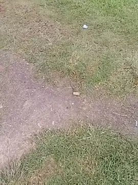 sophie banger online show from November 2025 09:48:02 PM