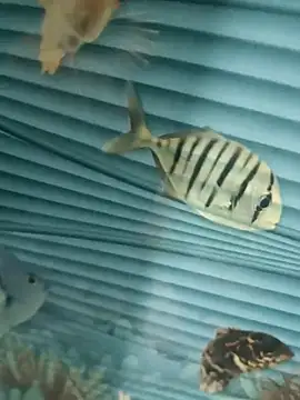 Mr joh online show from November 2025 05:56:01 AM