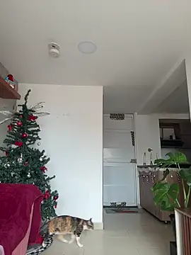 DakotaShelby online show from December 2025 06:57:01 PM