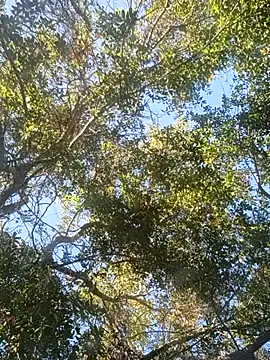 Snapshot of Buffshagswell chatting on November 2025 07:17:01 PM Buffshagswell online show from November 2025 07:17:01 PM