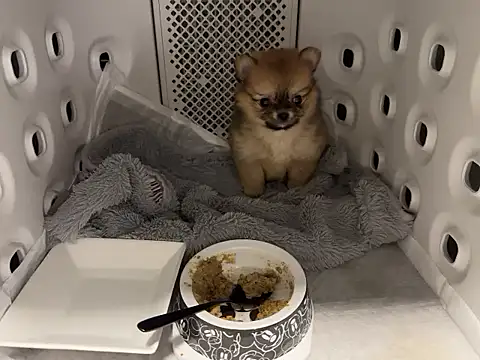 Snapshot of kensnb chatting on December 2025 07:37:02 PM kensnb online show from December 2025 07:37:02 PM