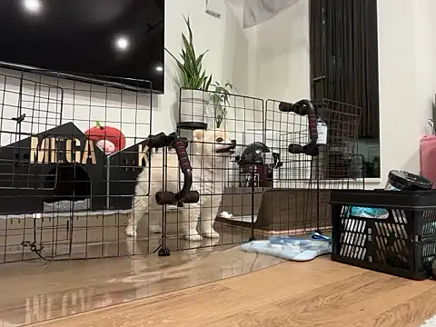 Snapshot of kensnb chatting on November 2025 08:14:01 AM kensnb online show from November 2025 08:14:01 AM