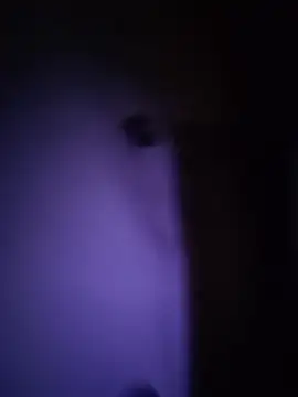 Dani pegin online show from December 2025 01:02:02 PM