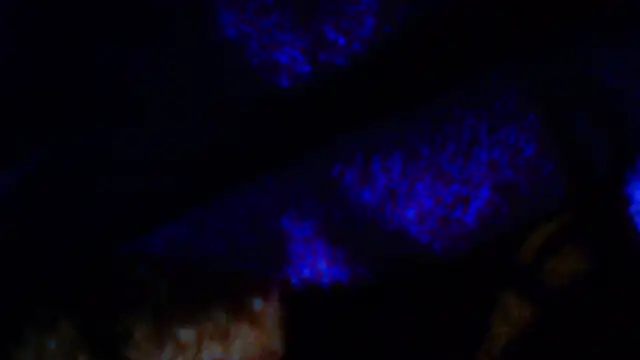 penesillo79 online show from December 2025 04:28:02 AM