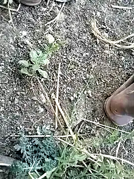 jellydicks online show from February 2026 10:57:02 AM