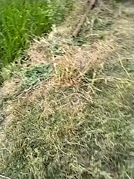 jellydicks online show from February 2026 11:54:02 AM