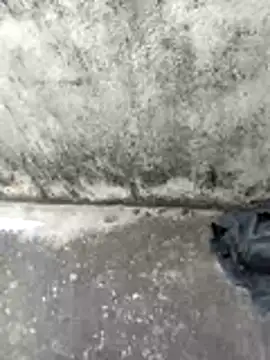 jellydicks online show from February 2026 06:46:01 AM