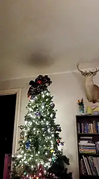 Snapshot of dncroys88 chatting on January 2025 05:02:02 AM dncroys88 online show from January 2025 05:02:02 AM